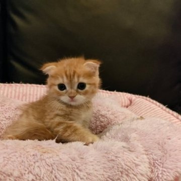 スコティッシュフォールド(折れ耳)【大阪府・女の子・2023年8月15日・レッドタビー（ショート）】の写真「とても可愛い女の子。」