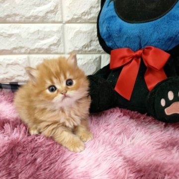 スコティッシュフォールド(立ち耳)【大阪府・男の子・2023年9月18日・レッドタビー（ロング）】の写真「ロングの可愛い男の子。」