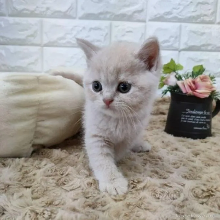 ID：2210-00094の子猫