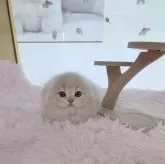 スコティッシュフォールド(折れ耳)【大阪府・男の子・2024年9月9日・クリーム】の写真3