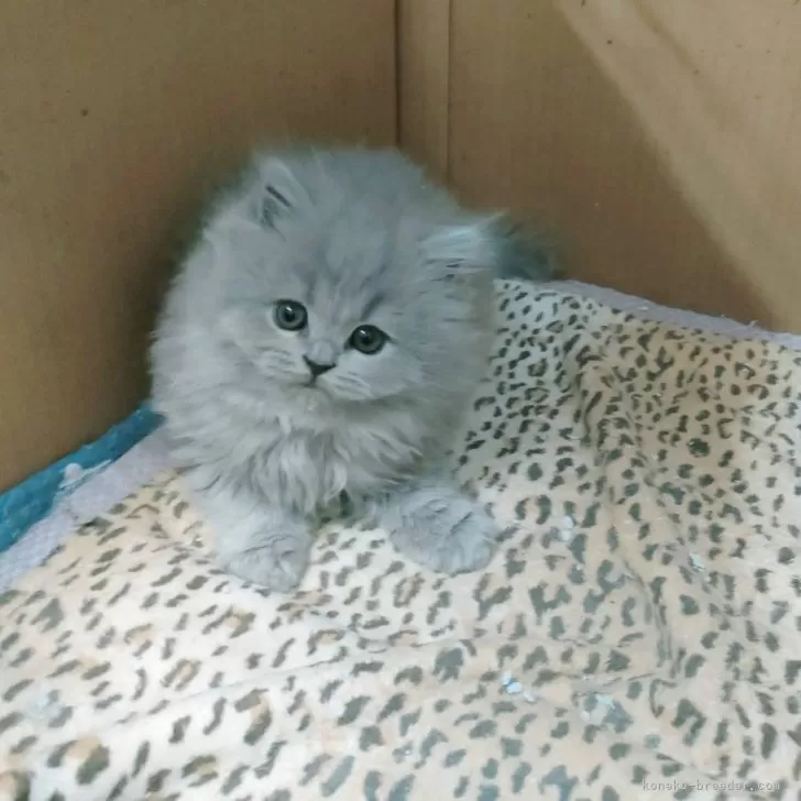 ID：2503-02448の子猫