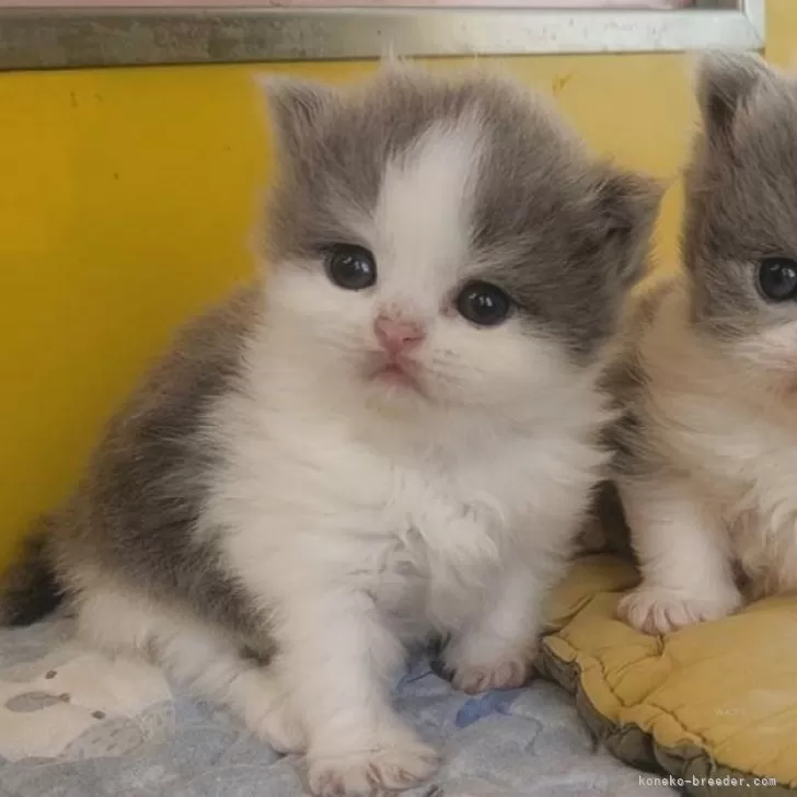 ブリティッシュロングヘア【大阪府・女の子・2025年9月1日・ブルーアンドホワイト】の写真1