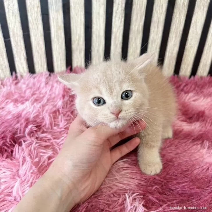 ID：2505-03423の子猫