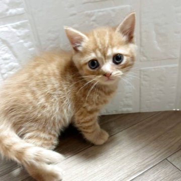 スコティッシュフォールド(立ち耳)【大阪府・男の子・2025年10月2日・レッドタビー（ショート）】の写真「11月27日迄掲載。」