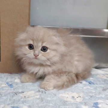 スコティッシュフォールド(折れ耳)【大阪府・女の子・2025年8月30日・クリーム（ロングヘアー）】の写真「とても可愛い女の子」