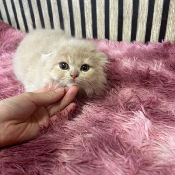 スコティッシュフォールド(折れ耳)【大阪府・男の子・2025年5月1日・クリーム（ロング）】の写真「お目々パッチリのイケメン君198000」
