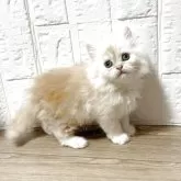 スコティッシュフォールド(立ち耳)