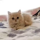 スコティッシュフォールド(立ち耳)