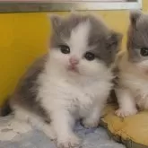 ブリティッシュロングヘア
