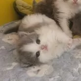 ブリティッシュロングヘア【大阪府・女の子・2025年9月1日・ブルーアンドホワイト】の写真3