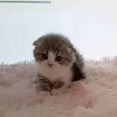 スコティッシュフォールド(折れ耳)【大阪府・男の子・2025年2月26日・ブルーアンドホワイト】の写真2