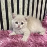 スコティッシュフォールド(立ち耳)【大阪府・女の子・2025年5月1日・クリーム】の写真3