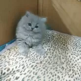 ブリティッシュロングヘア【大阪府・男の子・2025年1月25日・ブルー】の写真2