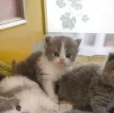 ブリティッシュロングヘア【大阪府・女の子・2025年9月1日・ブルーアンドホワイト】の写真4