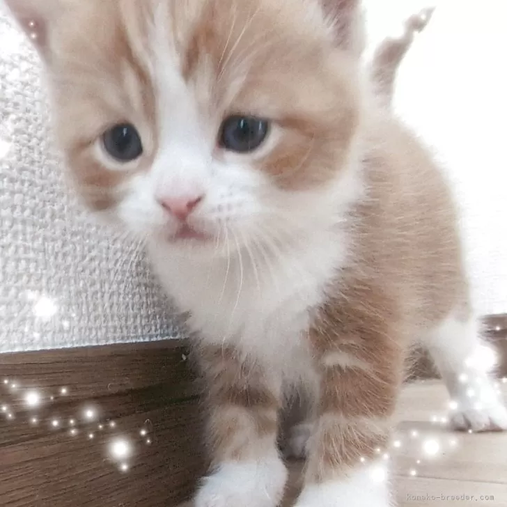 ID：2505-00540の子猫