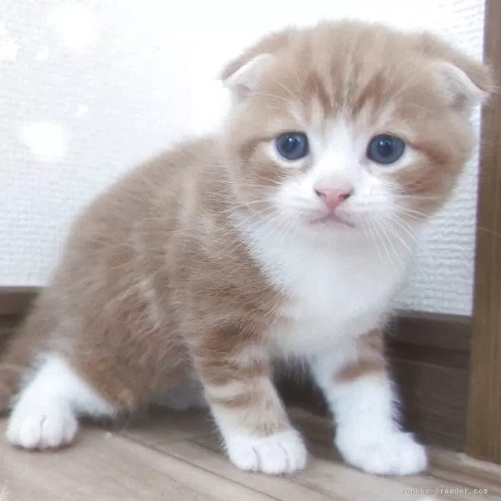 ID：2505-00543の子猫