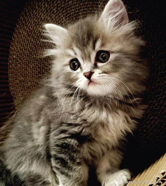 ID：2202-00331の子猫