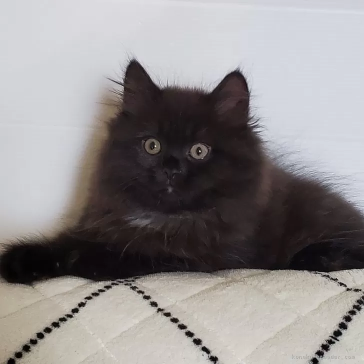 ID：2404-03046の子猫