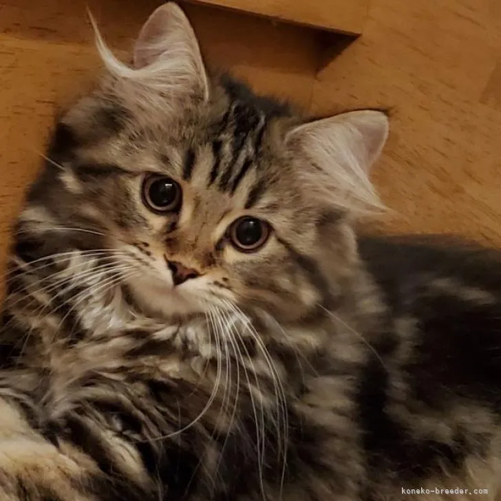 ID:2209-00574の子猫