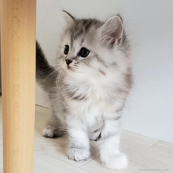 ID：2408-00585の子猫
