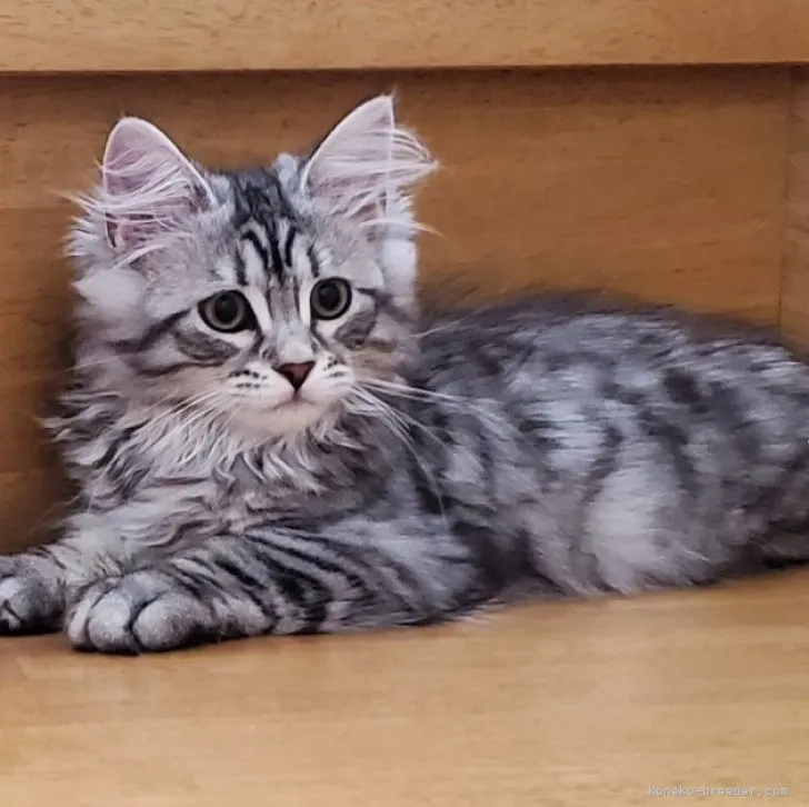 ID：2304-02267の子猫