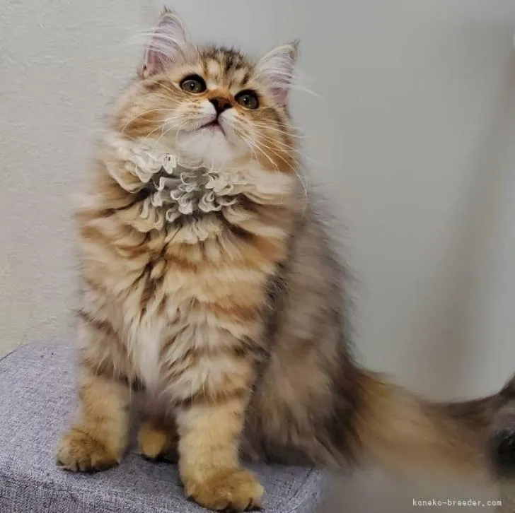 ID:2212-01928の子猫