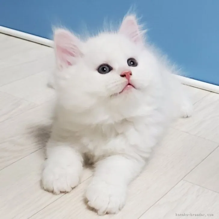 ID：2303-02640の子猫