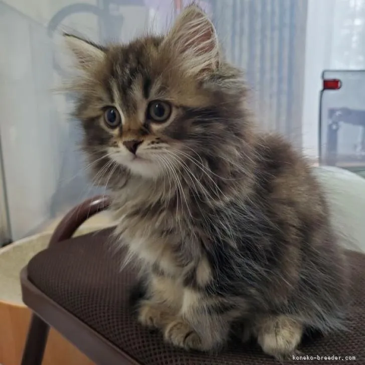 ID：2207-01542の子猫