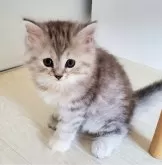 サイベリアン【静岡県・女の子・2024年7月3日・シルバーパッチドタビー&ホワイト】の写真2