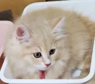 サイベリアン【静岡県・男の子・2021年6月14日・クリームマッカレルタビー&ホワイト】の写真2「8/22撮影」