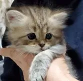 サイベリアン【静岡県・女の子・2022年10月25日・ブラウンタビー&ホワイト】の写真2