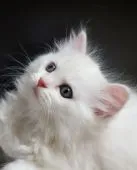 サイベリアン【静岡県・男の子・2022年1月15日・ライラックチンチラシルバ-&ホワイト】の写真4「3/4撮影」