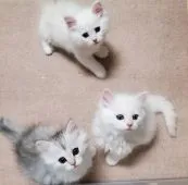 サイベリアン【静岡県・男の子・2022年1月15日・ライラックチンチラシルバ-&ホワイト】の写真5「3/4撮影」