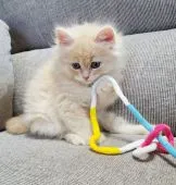 サイベリアン【静岡県・男の子・2021年6月14日・クリームマッカレルタビー&ホワイト】の写真5「8/7撮影」