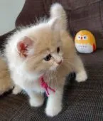 サイベリアン【静岡県・男の子・2021年6月14日・クリームマッカレルタビー&ホワイト】の写真5「7/24撮影」