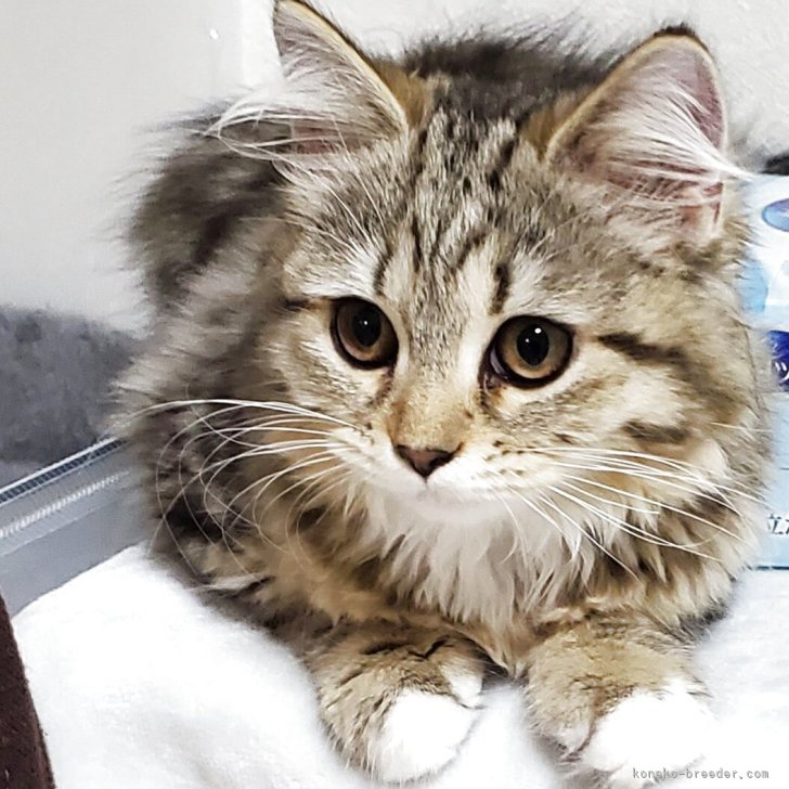 ブリーダー画像