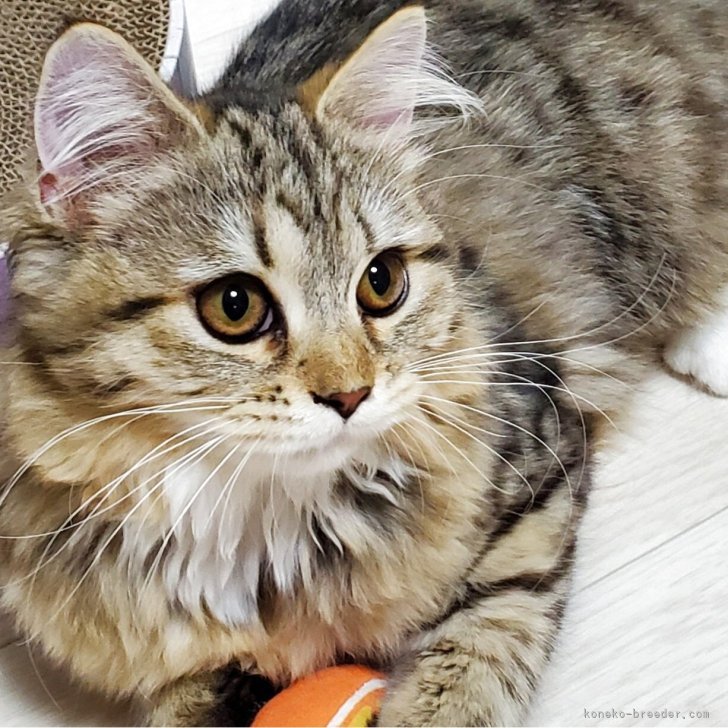 ブリーダー画像