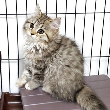 サイベリアン【静岡県・女の子・2025年7月6日・ブラウンタビー&ホワイト】の写真「可愛いブラウンタビーの女の子特別価格実施中💕」