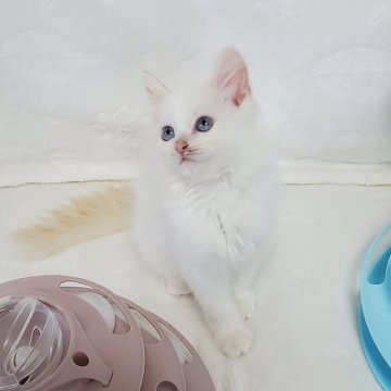 サイベリアン【静岡県・男の子・2025年5月10日・レッドリンクスポイント】の写真「青い瞳が美しい甘えん坊の男の子💞」