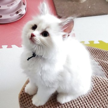 サイベリアン【静岡県・男の子・2025年5月10日・ブルーリンクスポイント&ホワイト】の写真「青い瞳が美しい甘えん坊の男の子💗」