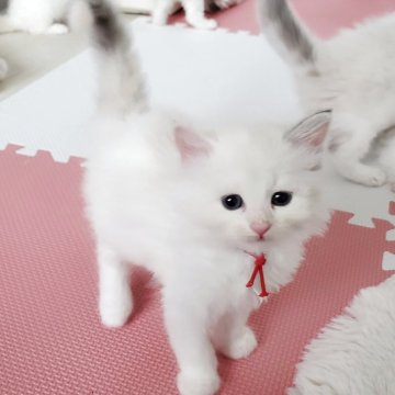 サイベリアン【静岡県・女の子・2025年5月10日・ブルートービーポイント】の写真「💗青い瞳が美しい甘えん坊の女の子💗」