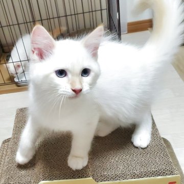 サイベリアン【静岡県・男の子・2025年5月10日・レッドリンクスポイント】の写真「青い瞳が美しい甘えん坊の男の子💞」