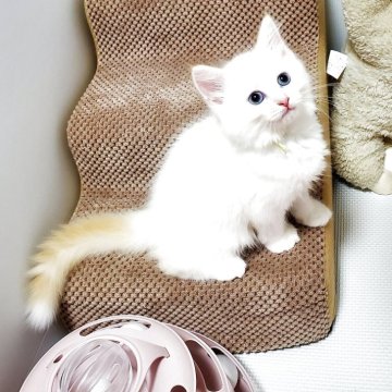 サイベリアン【静岡県・男の子・2025年5月10日・レッドリンクスポイント】の写真「青い瞳が美しい甘えん坊の男の子♡」