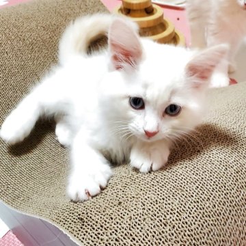 サイベリアン【静岡県・男の子・2025年5月10日・レッドリンクスポイント】の写真「青い瞳が美しい甘えん坊の男の子💞」