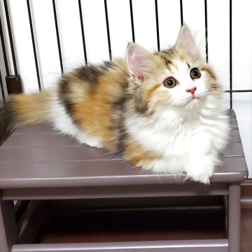 サイベリアン【静岡県・女の子・2025年7月6日・キャリコ】の写真「絶妙なカラーバランスが美しい女の子💕」