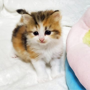 サイベリアン【静岡県・女の子・2025年7月6日・キャリコ】の写真「絶妙なカラーバランスが美しい女の子💕」