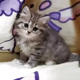 サイベリアン