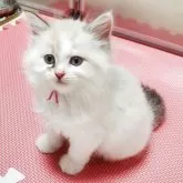 サイベリアン