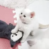 サイベリアン