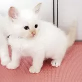 サイベリアン